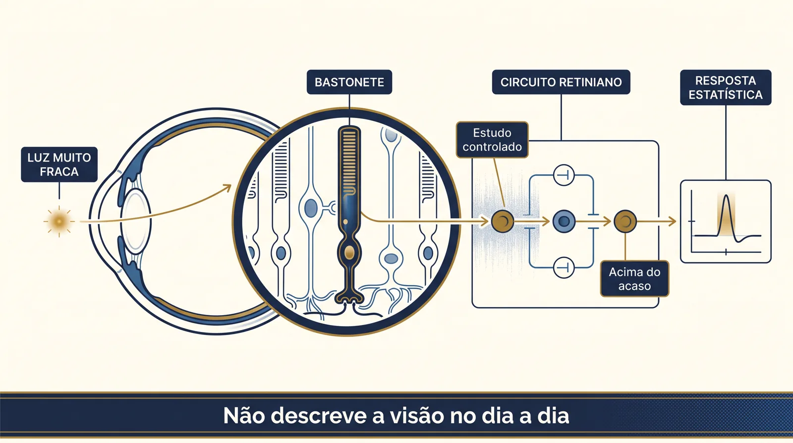Prancha clínica mostrando luz muito fraca entrando no olho, um bastonete na retina, circuito retiniano e resposta estatística, com aviso de que o experimento não descreve a visão no dia a dia.